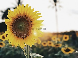 向日葵,花,黄色的花