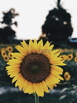 向日葵,花,黃色的花