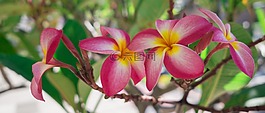 花,中國,植物