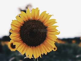 向日葵,花,黃色的花