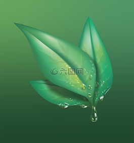 葉,綠色,性質(zhì)
