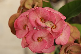 花,花園,p