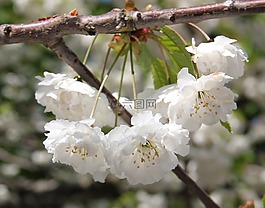 樱花盛开,鲜花,花卉