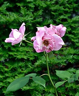 粉紅色的花,花園,葉子