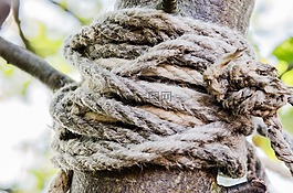 繩,樹(shù),設(shè)備