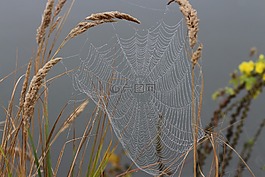 蜘蛛網(wǎng),滴,露水