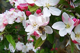蜜蜂,授粉,布卢姆