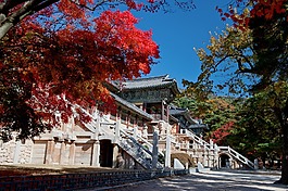 树,结构,公园