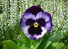 花,潘茜,彩色
