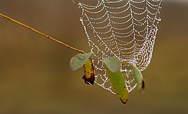 蜘蛛網(wǎng),滴,露水