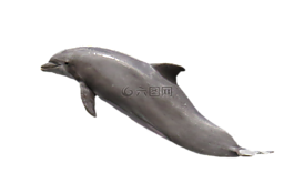 海豚,孤立,海洋哺乳動(dòng)物