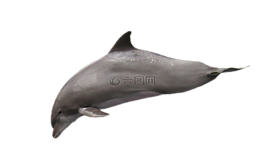 海豚,孤立,海洋哺乳動(dòng)物