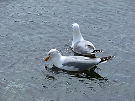 海鷗,鳥類,鳥