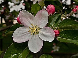 蘋果樹,花,青春的