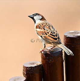 鳥,野生動物,自然
