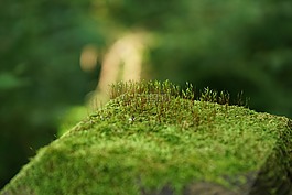池,綠色,抽象
