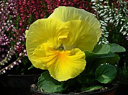 花,潘茜,黃色