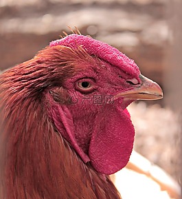 哈恩,鳥(niǎo),家禽