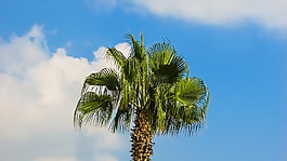 棕櫚樹,天空,自然