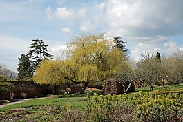 杨柳树,英式花园,柳