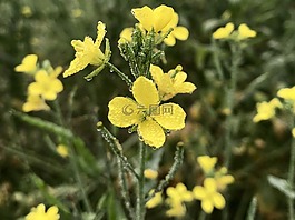 花,植物區(qū)系,自然