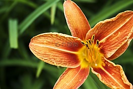 紅色的花,植物區(qū)系,盛開