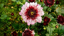 花,红色,针