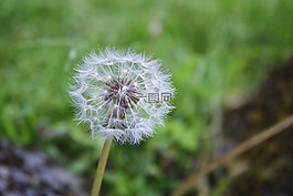 蒲公英,花,f