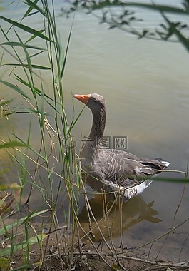 鵝,動物,性質(zhì)