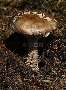 蘑菇,森林,苔