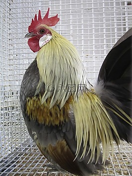 公雞,家禽,鳥