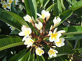 雞蛋花,異國情調(diào),花卉