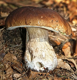 蘑菇,臨時選舉委員會,食用