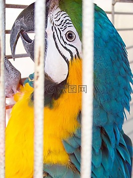 鸚鵡,鳥,動物