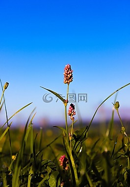 花,自然,夏天
