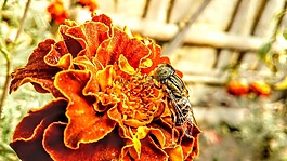昆蟲,紅色花,特寫