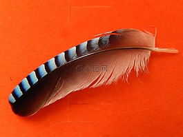 鋼筆,鳥,全身羽毛
