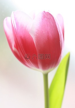 郁金香,花,羅莎