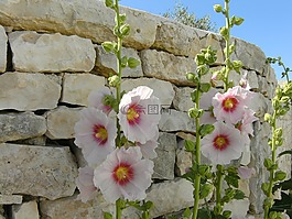 西港 de 愛,hollyhocks,夏季