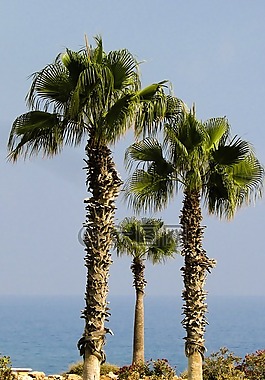 棕櫚樹(shù),花園,自然