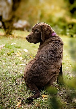 小狗,獵犬,戶外