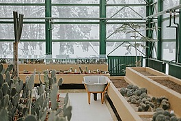 仙人掌,植物,刺