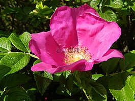 花卉,性質(zhì),花