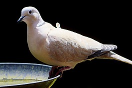 鴿子,鳥,羽毛