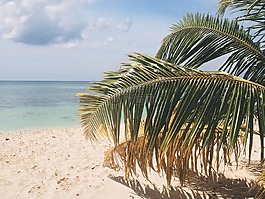 棕櫚樹,海灘,海洋