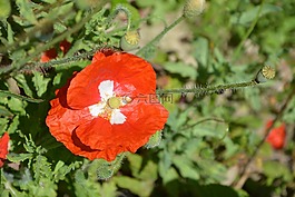 罌粟,紅花,野生