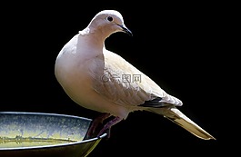 鴿子,鳥,羽毛