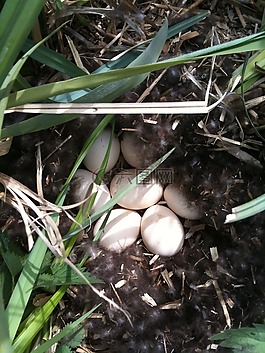 春天,5 月,eendennest