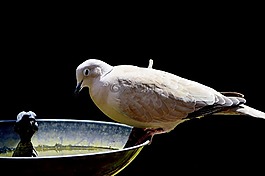 鴿子,鳥,羽毛