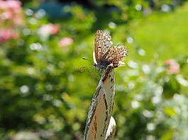 蝴蝶,昆蟲,花園